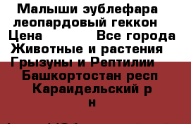 Малыши эублефара ( леопардовый геккон) › Цена ­ 1 500 - Все города Животные и растения » Грызуны и Рептилии   . Башкортостан респ.,Караидельский р-н